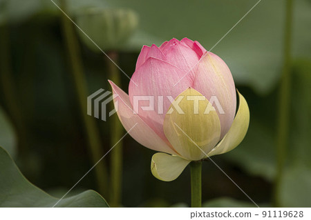 A clean and noble flower of the gentleman that is not stained by the world, the water lily lotus 91119628