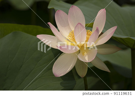 一朵乾淨高貴的君子之花，不為世間所染，睡蓮蓮花 91119631