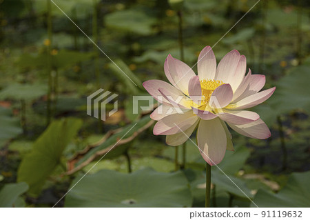 A clean and noble flower of the gentleman that is not stained by the world, the water lily lotus 91119632