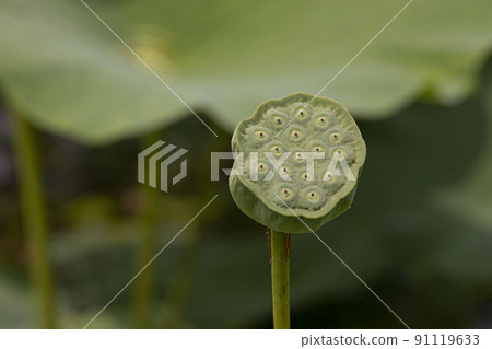 A clean and noble flower of the gentleman unstained by the world, water lily lotus rice 91119633