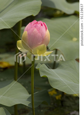 A clean and noble flower of the gentleman that is not stained by the world, the water lily lotus 91119637