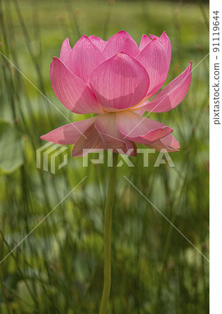 A clean and noble flower of the gentleman that is not stained by the world, the water lily lotus 91119644