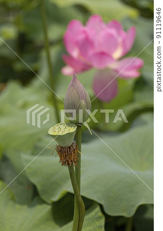 A clean and noble flower of the gentleman that is not stained by the world, the water lily lotus 91119646