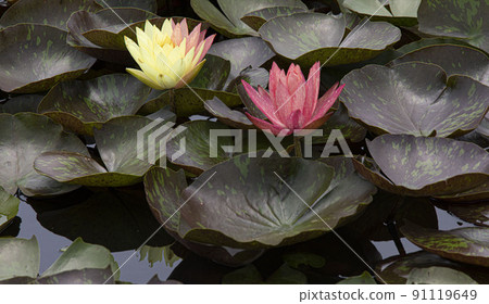 A clean and noble flower of the gentleman that is not stained by the world, the water lily lotus 91119649