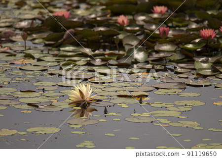 A clean and noble flower of the gentleman that is not stained by the world, the water lily lotus 91119650