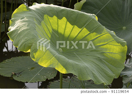 A clean and noble flower of the gentleman unstained by the world, water lily lotus petals 91119654