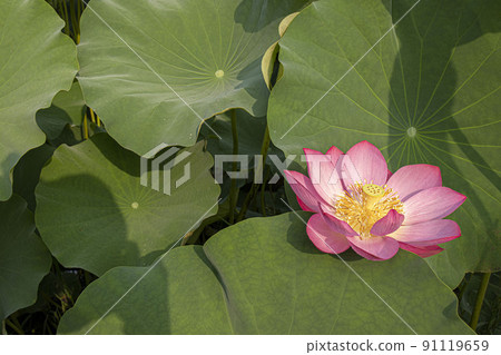 A clean and noble flower of the gentleman that is not stained by the world, the water lily lotus 91119659