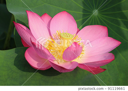 A clean and noble flower of the gentleman that is not stained by the world, the water lily lotus 91119661
