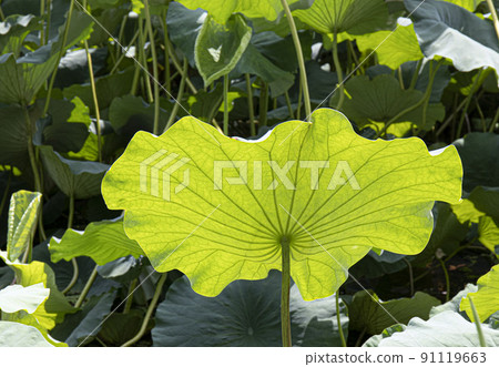 The lotus petal, the flower of the noble gentleman, unstained by the world 91119663