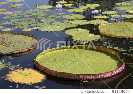 The clean and noble flower of the gentleman unstained by the world, Victoria water lily, lotus flower 91119664