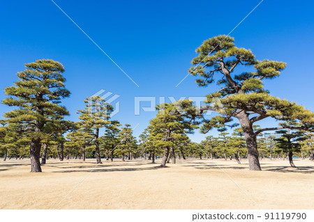 Beautifully pruned pine trees in Tokyo's Imperial Palace Square 91119790
