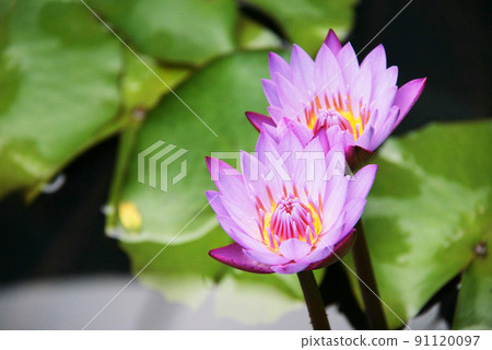 Water lily flowers blooming in Brazil Water lily flowers blooming in Brazil 91120097