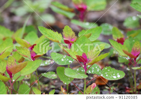 Rosa Rosa 91120385