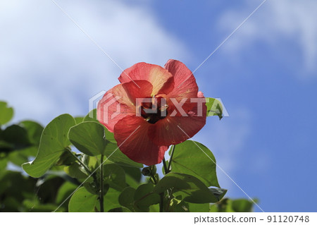 Yuna flower, Hibiscus tiliaceus Yuna flower, Hibiscus tiliaceus 91120748