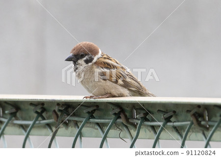 Sparrow on the fence Sparrow on the fence 91120824