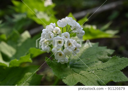 骨架花高山植物 91120879