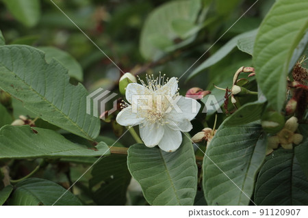 Guava flowers Guava flowers 91120907