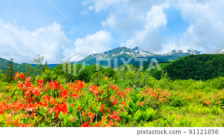 Norikura Plateau in early summer (Japanese azalea and Mt. Norikura) Norikura Plateau in early summer (Japanese azalea and Mt. Norikura) 91121856