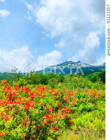 Norikura Plateau in early summer (Japanese azalea and Mt. Norikura) Norikura Plateau in early summer (Japanese azalea and Mt. Norikura) 91121857