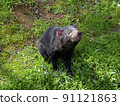 Tasmanian Devil 91121863