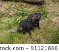 Tasmanian devil playing with two 91121866