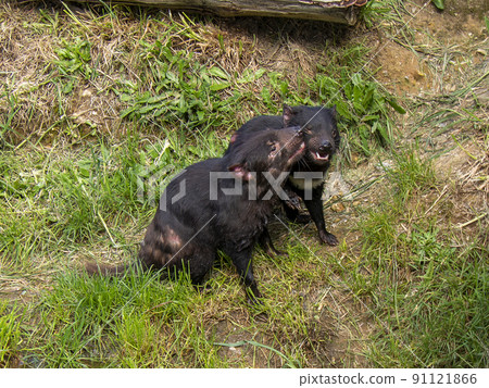 Tasmanian devil playing with two 91121866