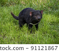 Tasmanian Devil 91121867