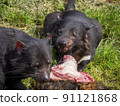 Tasmanian devil eating meat 91121868