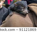 Tasmanian devil baby 91121869