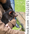 Tasmanian devil baby 91121871