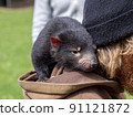Tasmanian devil baby 91121872