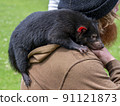 Tasmanian devil baby 91121873