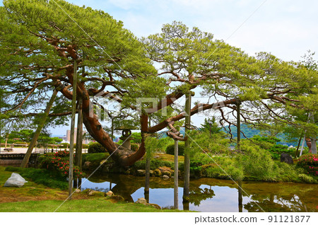 兼六園唐崎松樹 金澤市 91121877