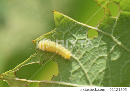 Pests that eat grape leaves Pests that eat grape leaves 91121895