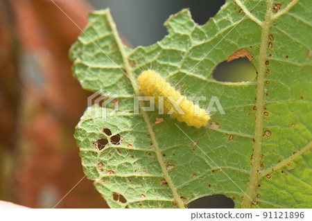 Pests that eat grape leaves Pests that eat grape leaves 91121896