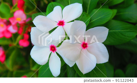 Landscape with flowers of Madagascar periwinkle 91122043