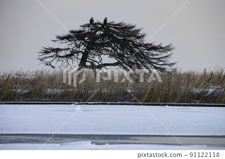 孤獨的松樹 孤獨的松樹 91122118