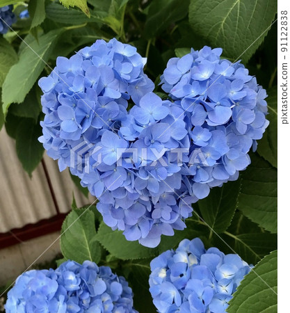 Heart-shaped hydrangea Heart-shaped hydrangea 91122838