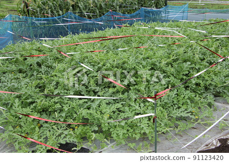 驅鳥膠帶 西瓜種植 91123420