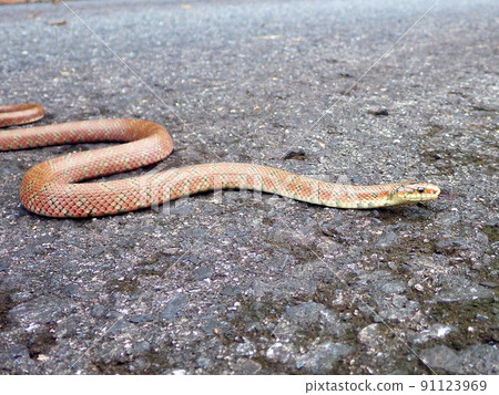 Euprepiophis Conspicillatus Euprepiophis Conspicillatus 91123969