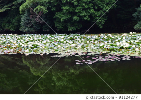 Early summer scenery with a beautiful contrast between the white water lily flowers blooming in the south pond of Meiji Jingu Gyoen and the green tree shadows Early summer scenery with a beautiful contrast between the white water lily flowers blooming in the south pond of Meiji Jingu Gyoen and the green tree shadows 91124277