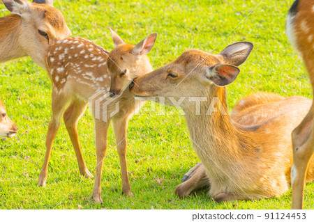 Deer 109 Deer 109 91124453