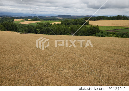 Earth of wheat fields 91124641