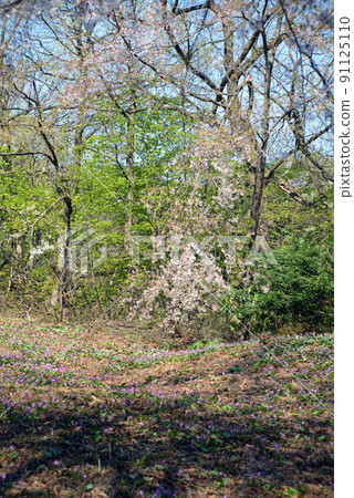 [新潟縣妙高市]觀音平古墳中的赤蘚菌群落妙高飛騨之鄉 91125110