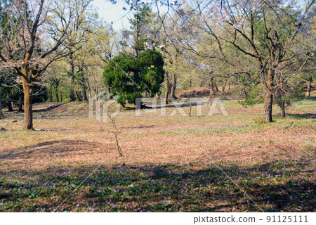 [Myoko City, Niigata Prefecture] Myoko Hidarekishinosato, a colony of erythronium erythronium in the Kannondaira burial mounds 91125111