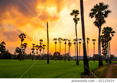 Dongtan Samkhok palm trees and rice fields during sunset in Pathum Thani, Bangkok, Thailand 91125414