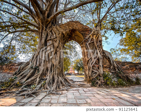 Wat Phra Ngam ruin temple in Ayutthaya, Thailand Wat Phra Ngam ruin temple in Ayutthaya, Thailand 91125641