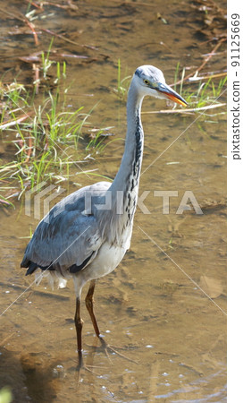 A young gray heron looking for food at the water's edge 91125669