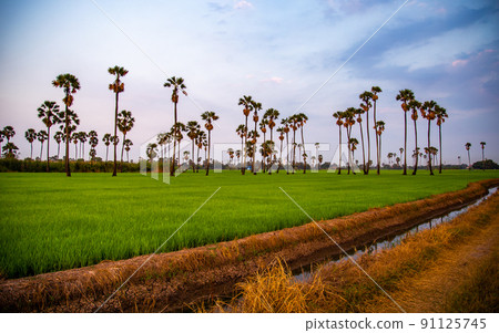 Dongtan Samkhok palm trees and rice fields during sunset in Pathum Thani, Bangkok, Thailand Dongtan Samkhok palm trees and rice fields during sunset in Pathum Thani, Bangkok, Thailand 91125745