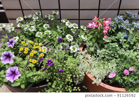 入口前的花團種植 91126592